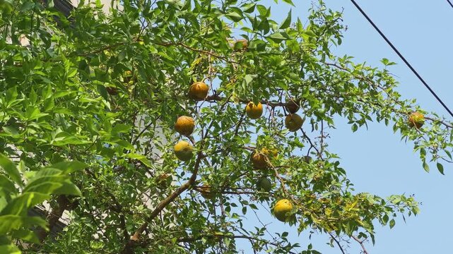 Natural upward view of bael tree branches covered with multiple ripe yellow fruits and dense green leaves under bright blue sky in warm outdoor daylight conditions