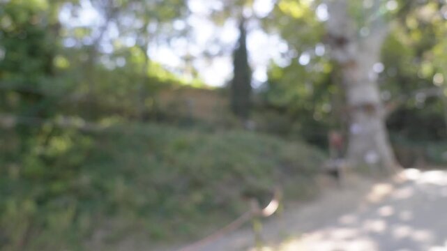 Blurred background of person swinging on zipline through forest park