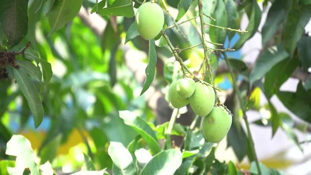 young green mangoes (Mangifera indica) hanging in clusters from a tree branch.