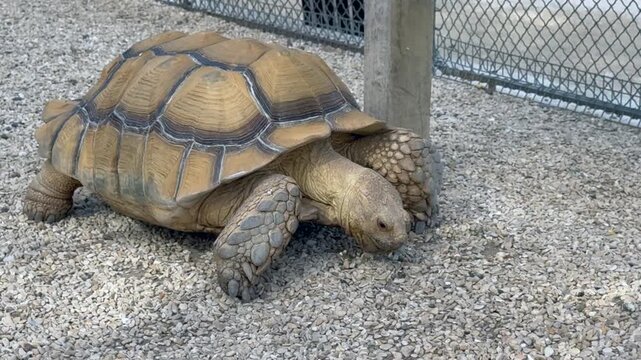 Large African spurred tortoise eating at ground level in a gravel enclosure at a Paris zoo. The giant chelonian commonly mistaken for a turtle shows its distinctive heavy shell pattern