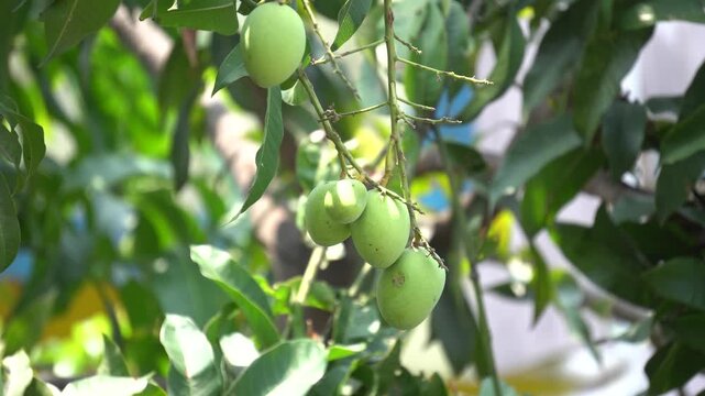 young green mangoes (Mangifera indica) hanging in clusters from a tree branch.