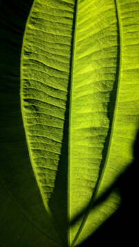 close up view of green leaf detail hit by sunlight, suitable for nature backgrounds and graphic design