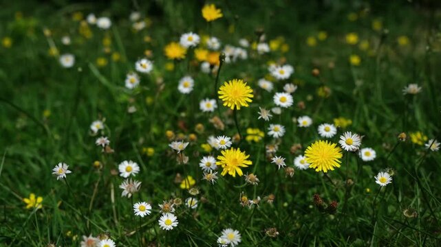 Wildflower Meadow with Daisies and Yellow Dandelions Swaying in Green Grass