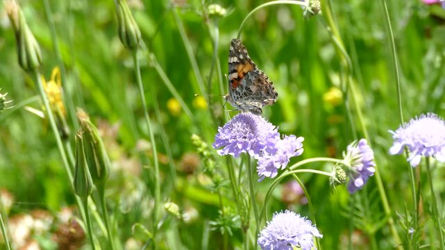 Painted Lady (Vanessa Cardui) Butterfly moving around on a small scabious in Zurich, Switzerland