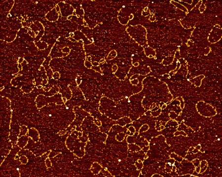 Atomic Force Microscopy AFM Scan Texture Of DNA Molecules Deposited On Flat Smooth Mica Surface