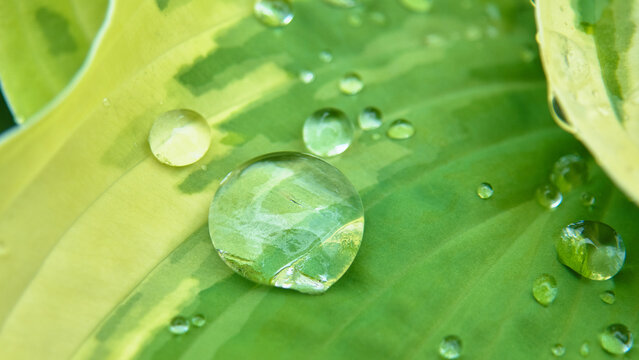 雨上がりのホスタの葉の上で丸く輝く大きな水滴のクローズアップ  Close-up of a large round water drop shining on a hosta leaf after rain