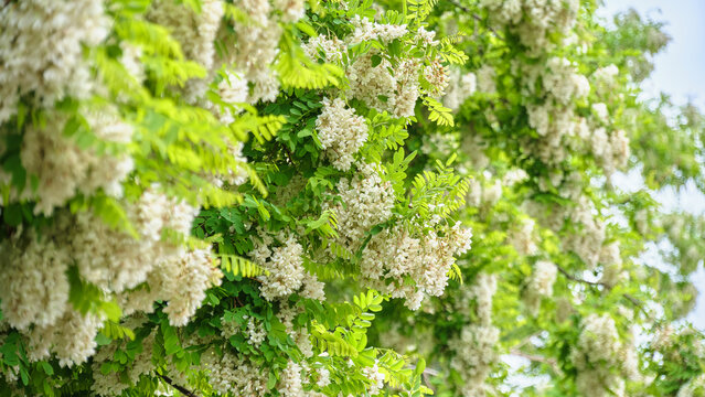 満開に咲き誇るニセアカシアの白い花とみずみずしい新緑の葉  White black locust flowers blooming in full contrast with fresh green leaves