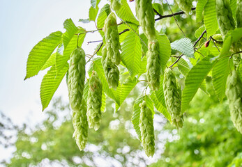 初夏の瑞々しい新緑の中で枝から垂れ下がるクマシデの美しい果穂  Beautiful fruit clusters of Ostrya japonica hanging from branches among fresh green leaves in early summer © FRAGMENTSOFHOKKAIDO
