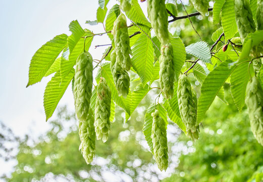 初夏の瑞々しい新緑の中で枝から垂れ下がるクマシデの美しい果穂  Beautiful fruit clusters of Ostrya japonica hanging from branches among fresh green leaves in early summer