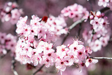 Fototapeta premium A graceful branch covered with pink cherry blossoms photographed in natural light. The composition emphasizes freshness and seasonal beauty.