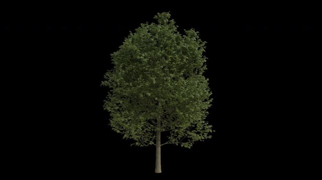 European Beech Tree Swaying in Wind Loop Animation with Alpha Channel. Wind Blows The Fagus Sylvatica Tree. Beech Tree Leaves Swaying. Animated Tree Branches Moving in Breeze. Transparent BG. Loop Ani