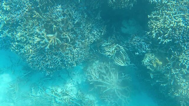 underwater view of a coral reef