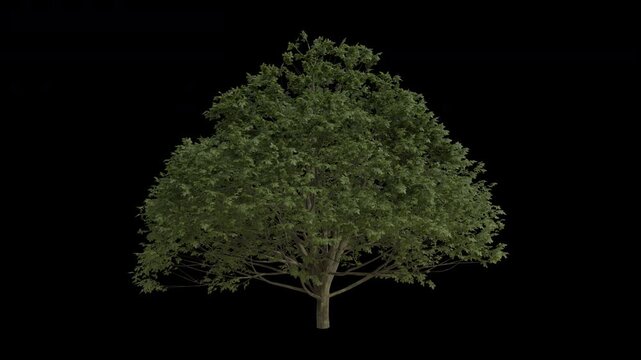 European Beech Tree Swaying in Wind Loop Animation with Alpha Channel. Wind Blows The Fagus Sylvatica Tree. Beech Tree Leaves Swaying. Animated Tree Branches Moving in Breeze. Transparent BG. Loop Ani
