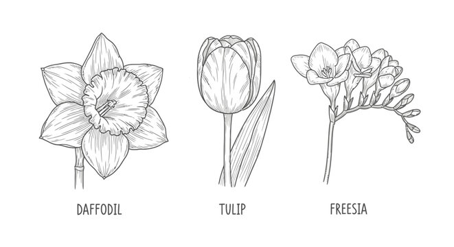 Hand drawn botanical illustrations of daffodil tulip and freesia