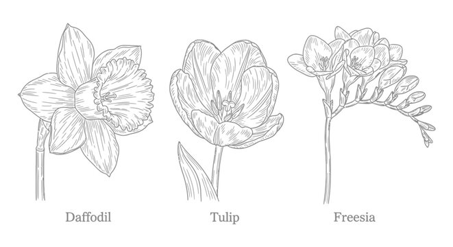Hand drawn botanical sketches of daffodil tulip and freesia