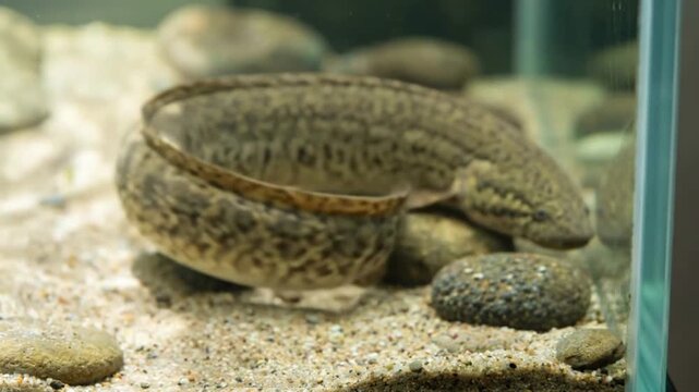 Marbled lungfish swimming inside aquarium tank