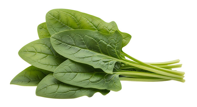 Fresh green spinach leaves on white background