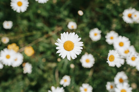 A vibrant field of wild daisies in full bloom.