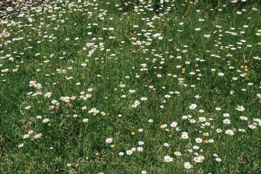 A vibrant field of wild daisies in full bloom.