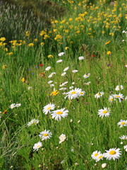 Fototapeta premium White daisies blooming in a green meadow