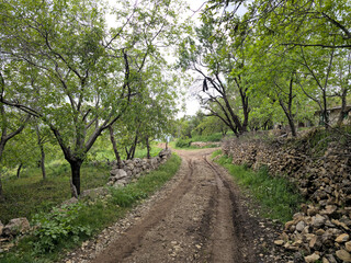 Fototapeta premium A dirt road winds through a lush green spring orchard, lined with stone walls and tall leafy trees on both sides 📍 Hawraman Takht, Kurdistan, Iran 