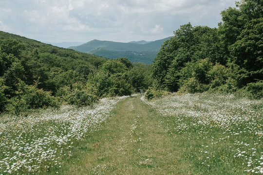 Scenic trail through a wildflower meadow in the mountains.