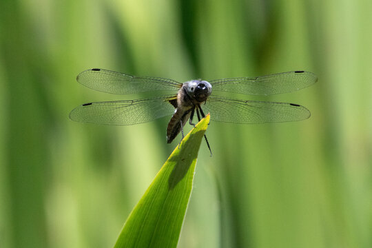 Libellule en macro sur feuille verte yeux bleus ailes d&eacute;taill&eacute;es