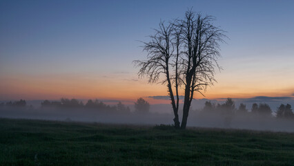 A lonely leafless tree stands in a misty field during a beautiful orange and blue sunrise, creating a peaceful atmosphere © Александр Арендарь