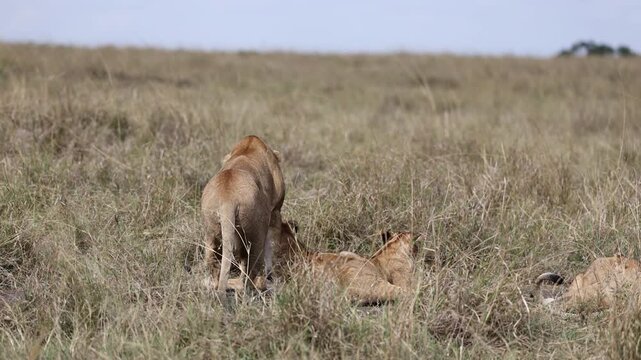 A lioness settles with her cubs in tall savannah grass, the young half-hidden in the seed heads - Masai Mara National Reserve, Kenya | African safari wildlife nature documentary 4K B-roll