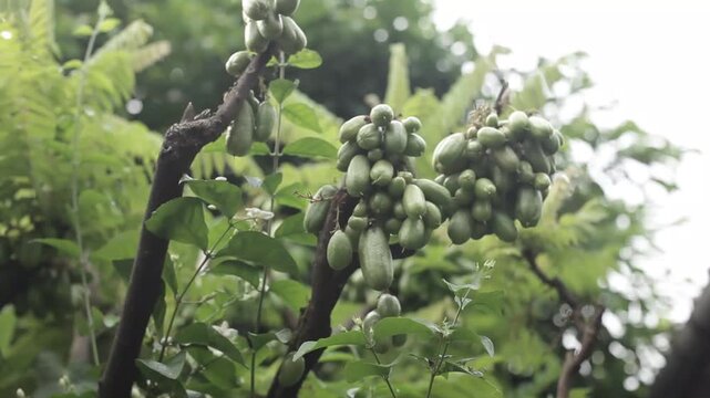 Starfruit tree bearing abundant fruit in clusters on the tree trunk in a tropical garden