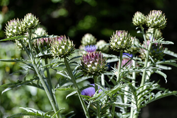 Fleurs d'artichaud © PPJ