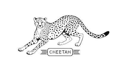 Very beautiful black-and-white engraved vector illustration featuring a cheetah with elegant spotted fur, athletic posture, and an engraved label reading "CHEETAH", isolated on white background. © williamnoah