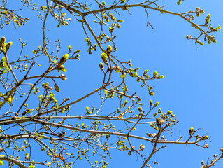 Fototapeta premium Yellow blossoms against a blue sky. Numerous primary flowers bloom on the tree's crown. Numerous branches dotted with sprouts contrast with the clear, cool sky.