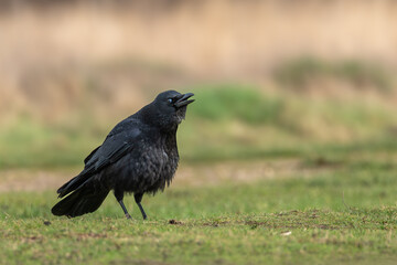 Fototapeta premium Carrion crow (Corvus corone) calling with open bill on grass in park, London, England, UK