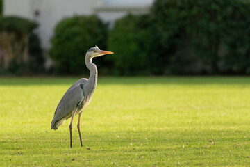 Fototapeta premium Grey heron (Ardea cinerea) standing alert on grass lawn in urban park, London, England, UK