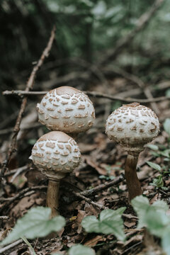 Three wild parasol mushrooms (Macrolepiota) growing on the forest floor.