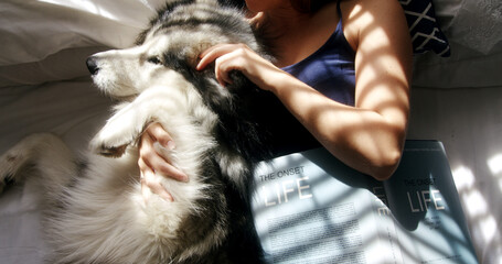 Cuddle, dog and hands of woman in home living room for affection, bonding or security. Care, petting and sunlight with husky owner in apartment together for companionship or loyalty from above © peopleimages.com