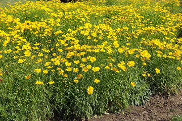 Obraz premium Numerous yellow flowers of Coreopsis lanceolata in June