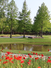 Obraz premium Red Poppy Flowers by a Pond in a Peaceful Park Landscape