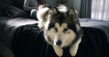 Dog, husky and relax in bedroom with peace, morning or calm owner with adoption security at house. Apartment, pet or chill with person on bed for rest, comfort or foster care on weekend with tablet © peopleimages.com