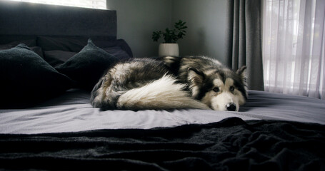 Dog, husky and rest in bedroom at house with comfort, morning peace or calm with adoption security. Apartment, pet or chilling with animal on bed for relax, wellness or foster care on weekend © peopleimages.com