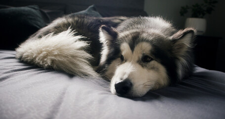 Dog, husky and relax in bedroom with comfort, morning peace or calm with adoption security at house. Apartment, pet or chill with animal on bed for resting, wellness or foster care on weekend © peopleimages.com