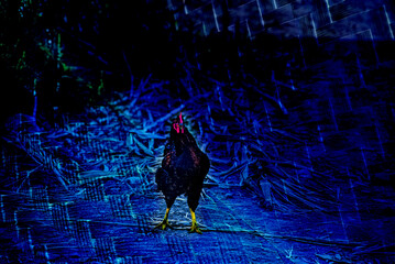 old rooster birds on the ground of chaouen © Sidoniya