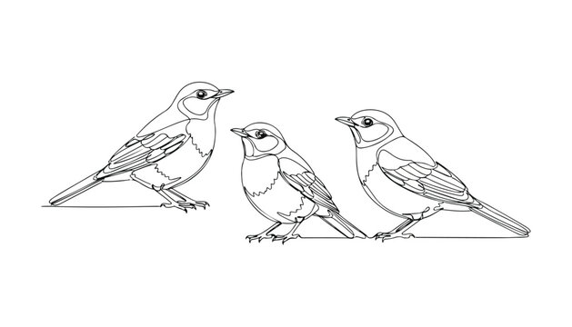 Continuous Simple black line art drawing set of House sparrow bird in a minimalist style on a white background.