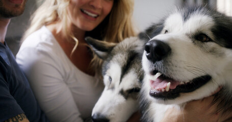 Cuddle, dog and love with couple in home living room for affection, bonding or security with smile. Animal, petting and happy husky owner people in apartment for care, companionship or loyalty © peopleimages.com
