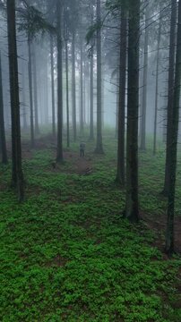 Vertical Aerial Drone Video of Lone Person Standing in Misty Spruce Forest with Green Undergrowth