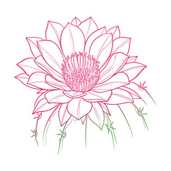 Cactus Flower Vector Illustration Set: Watercolor Style Succulent Blossoms, Desert Floral Elements, Isolated Blooming Cacti Graphic for Greeting Cards, Patterns, Wedding Invitations , Botanical Design © classic shape