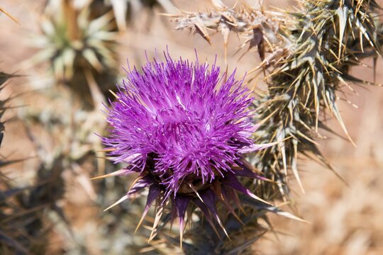 Thistle at Ziros, a village in eastern Crete Island, Greece.