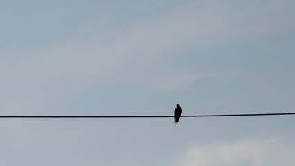 A barn swallow bird perched on a single power line cable against a clear blue sky with copy space. © Fais