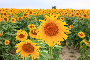 Obraz premium sunflowers in the sunflower field 